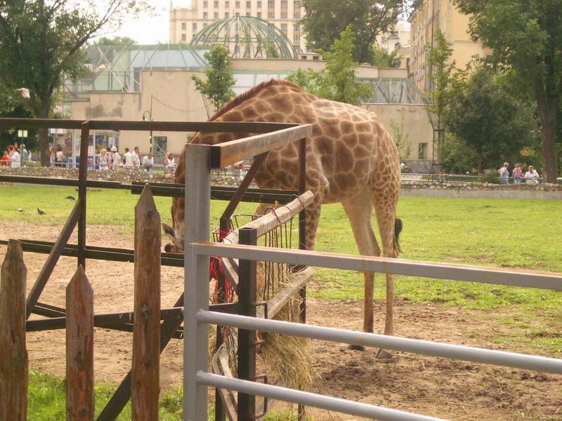 Жирафы в московском зоопарке. Гостевая книга. открытки. Интересные